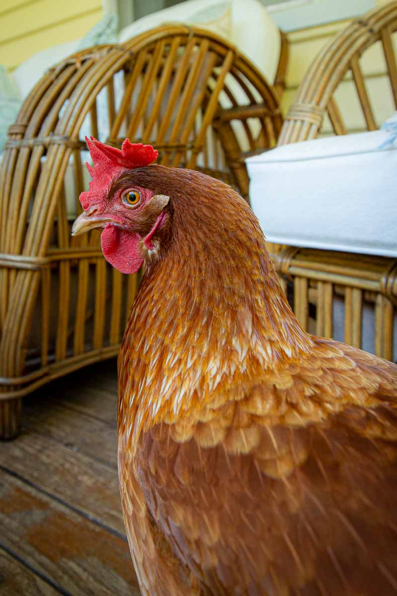 Airbnb farm chicken